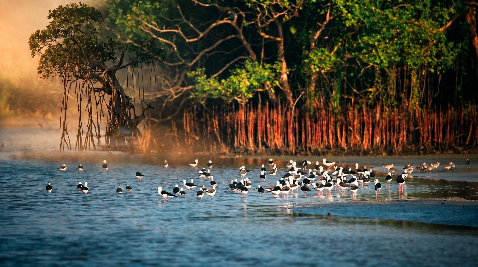 Kalametiya Bird Sanctuary